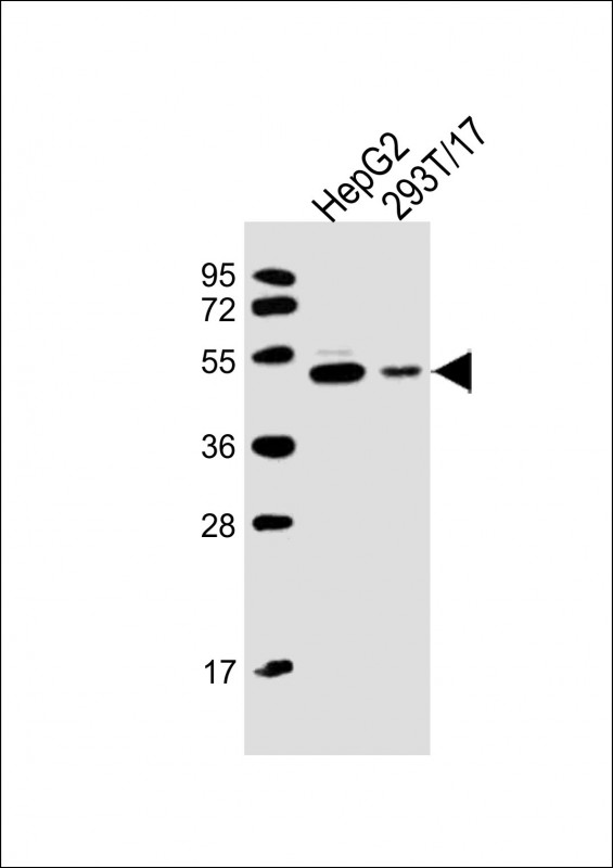 1 - PACSIN3 Antibody (N-term) AP8089a