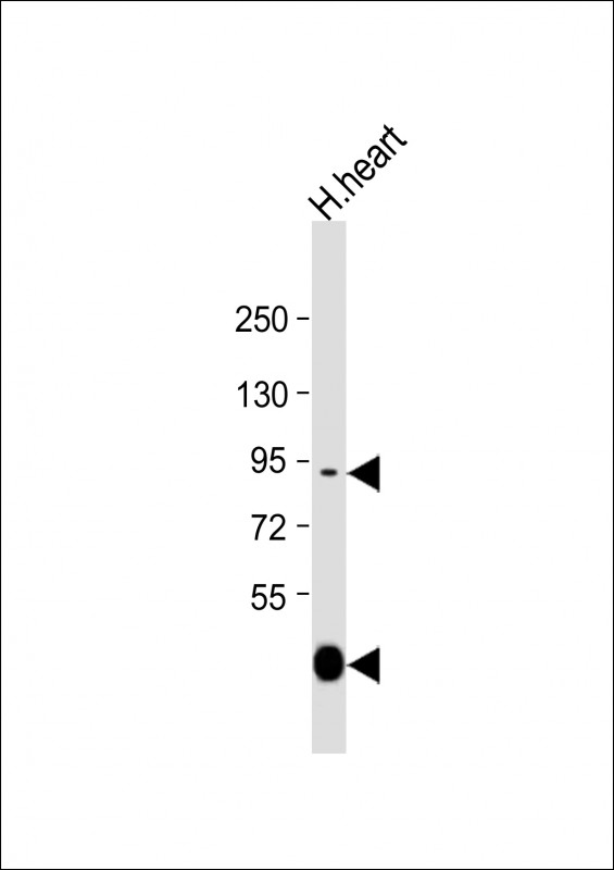 1 - LOXL3 Antibody (C-term) AP12837b