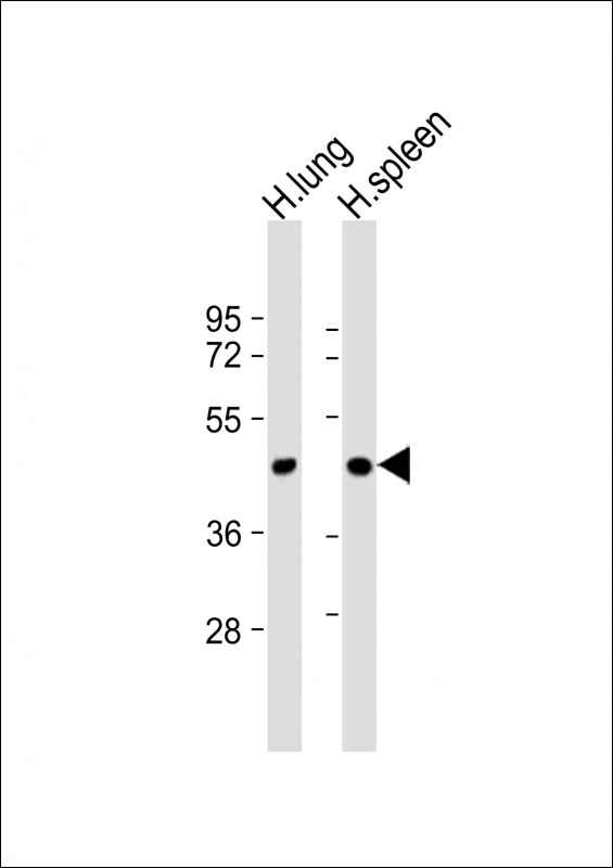 1 - LOXL3 Antibody (C-term) AP12837b