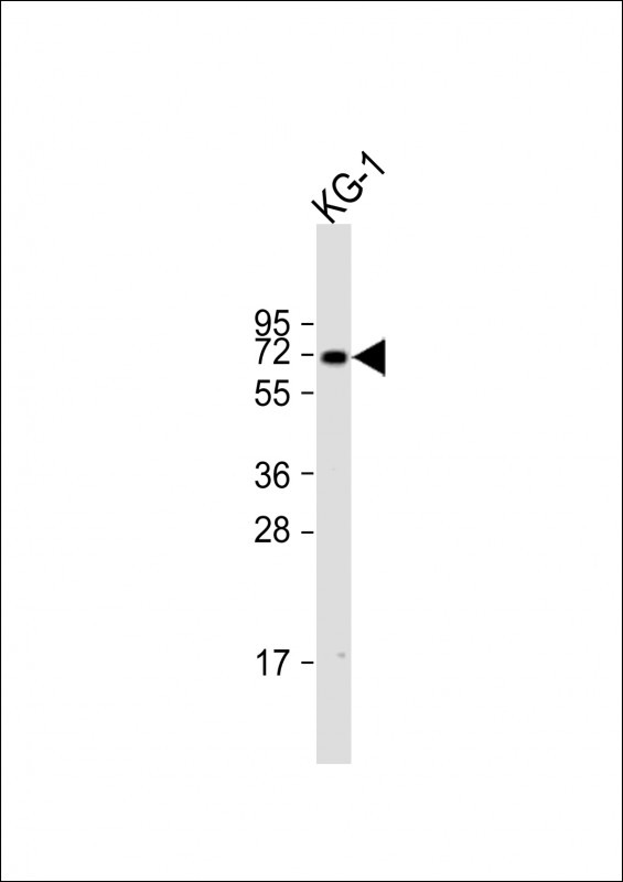 1 - ZNF93 Antibody (N-term) AP20006A
