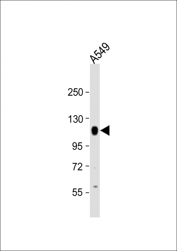 1 - PTPN12 Antibody (C-Term) AP21931b