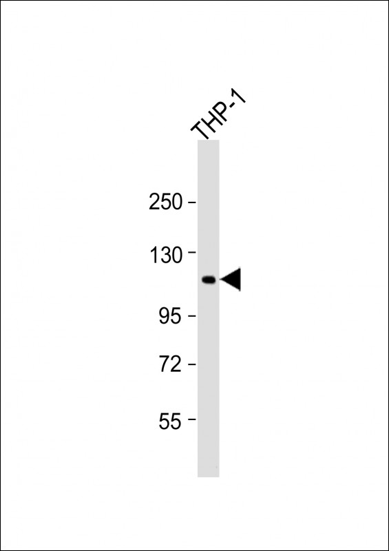 1 - PTPN12 Antibody (C-Term) AP21933b
