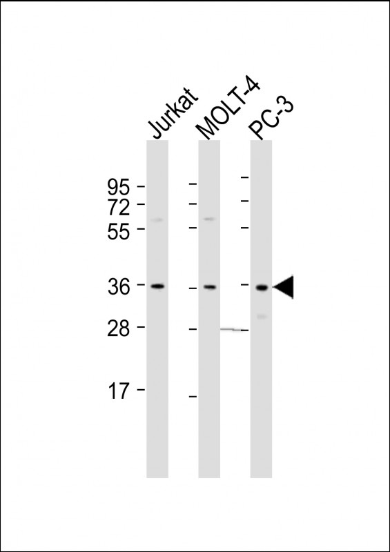 1 - HUG1 Antibody (Center) AP21935c