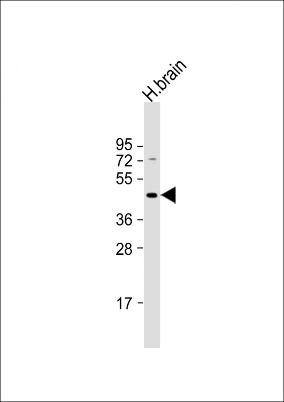 1 - GBRR3 Antibody (N-term) AP12407a