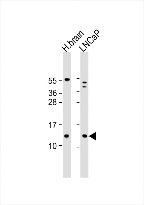 1 - C18orf32 Antibody (C-Term) AP21952b