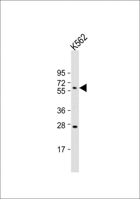 1 - HRG Antibody (N-term) AP7327a