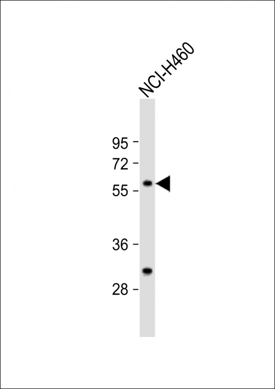 1 - CARS2 Antibody (C-term) AP7846b