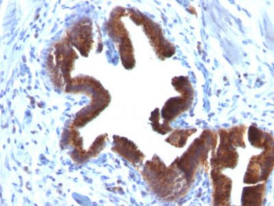 2 -  Golgi Complex (Marker for Human Cells) Antibody - With BSA and Azide AH10925