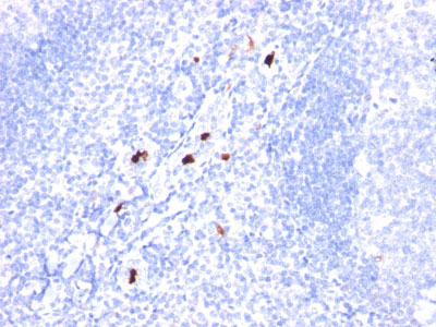2 -  Myeloid Cell Marker (Macrophage / Granulocyte Marker) Antibody - With BSA and Azide AH10941