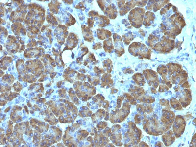 2 -  Mitochondria (Marker for Human Cells) Antibody - With BSA and Azide AH10945
