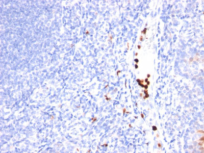 2 -  Myeloid Cell Marker (Macrophage / Granulocyte Marker) Antibody - With BSA and Azide AH10960