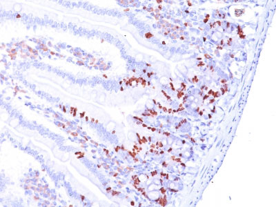2 -  Bromodeoxyuridine (BrdU) (Proliferation Marker) Antibody - With BSA and Azide AH10977