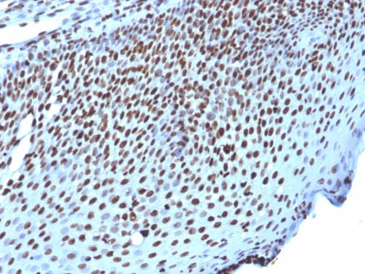 2 -  Histone H1 (Nuclear Marker) Antibody - With BSA and Azide AH11387