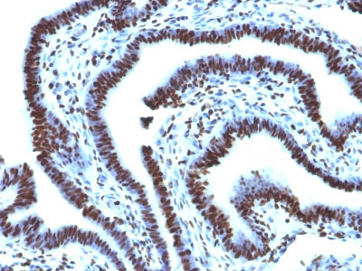 2 -  Histone H1 (Nuclear Marker) Antibody - With BSA and Azide AH11387