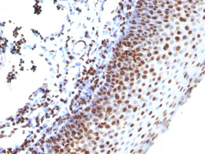 2 -  Histone H1 (Nuclear Marker) Antibody - With BSA and Azide AH11390
