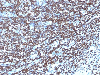 2 -  Histone H1 (Nuclear Marker) Antibody - With BSA and Azide AH11393