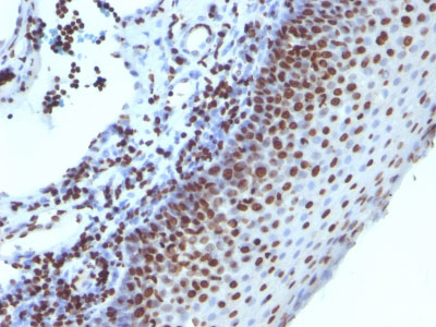 2 -  Histone H1 (Nuclear Marker) Antibody - With BSA and Azide AH11393