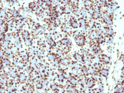 2 -  Histone H1 (Nuclear Marker) Antibody - With BSA and Azide AH11396