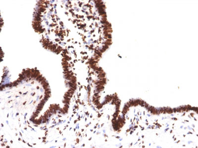 2 -  Histone H1 (Nuclear Marker) Antibody - With BSA and Azide AH11396