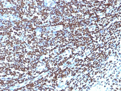 2 -  Histone H1 (Nuclear Marker) Antibody - With BSA and Azide AH11396