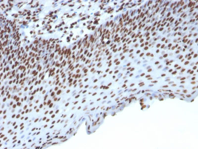 2 -  Histone H1 (Nuclear Marker) Antibody - With BSA and Azide AH11396