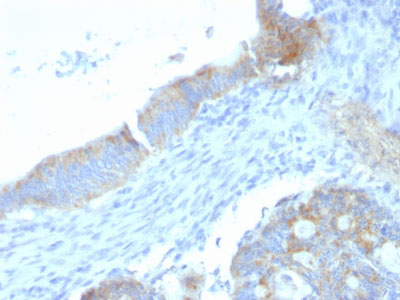 2 -  Heparan Sulfate Proteoglycan (Large) / Perlecan Antibody - With BSA and Azide AH11474