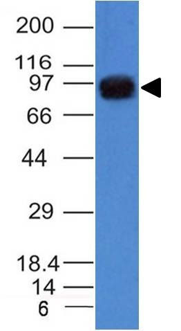 1 -  UACA / Nucling (Nuclear Membrane Marker) Antibody - With BSA and Azide AH12110