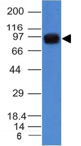 1 -  UACA / Nucling (Nuclear Membrane Marker) Antibody - With BSA and Azide AH12113