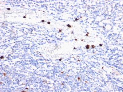 2 -  Myeloid-Associated Differentiation Marker (MYADM) Antibody - With BSA and Azide AH12605