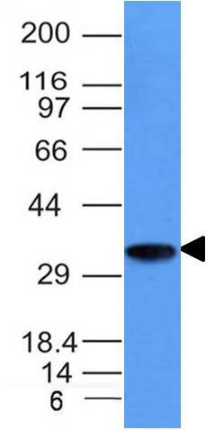 1 -  CD74 (B-Cell Marker) Antibody - With BSA and Azide AH12809
