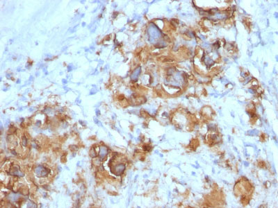 2 -  CA19-9 / Sialyl Lewisa (GI Tumor Marker) Antibody - With BSA and Azide AH12860