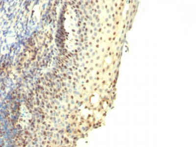2 -  IPO-38 (Proliferation Marker) Antibody - With BSA and Azide AH12887
