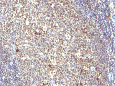 2 -  IPO-38 (Proliferation Marker) Antibody - With BSA and Azide AH12887