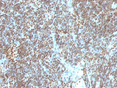 2 -  Double Stranded DNA (dsDNA) (Nuclear Marker) Antibody - With BSA and Azide AH12951
