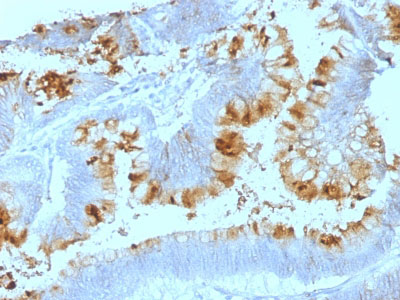 2 -  Lewis A (Blood Group Antigen) Antibody - With BSA and Azide AH12954