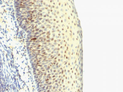 2 -  IPO-38 (Proliferation Marker) Antibody - With BSA and Azide AH12957