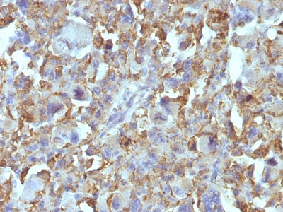 2 -  Macrophage & Histiocytoma Marker Antibody - With BSA and Azide AH12974