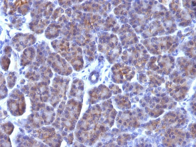 2 -  Golgi Complex (Marker for Human Cells) Antibody - With BSA and Azide AH12990