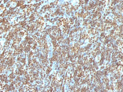 2 -  Double Stranded DNA (dsDNA) (Nuclear Marker) Antibody - With BSA and Azide AH12995