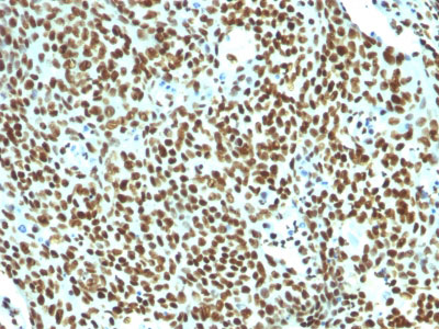 2 -  Nuclear Antigen (Pan-Nuclear Marker) Antibody - With BSA and Azide AH13026