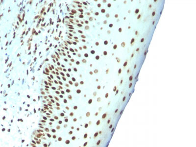 2 -  Nuclear Antigen (Pan-Nuclear Marker) Antibody - With BSA and Azide AH13026