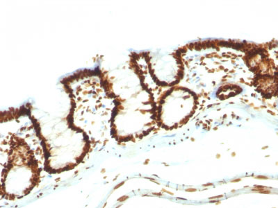 2 -  Nuclear Antigen (Pan-Nuclear Marker) Antibody - With BSA and Azide AH13026