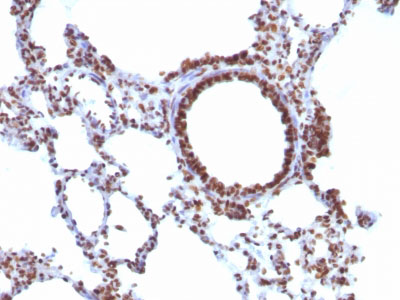 2 -  Nuclear Antigen (Pan-Nuclear Marker) Antibody - With BSA and Azide AH13026