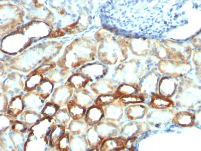 2 -  Mitochondria (Marker for Human Cells) Antibody - With BSA and Azide AH13042