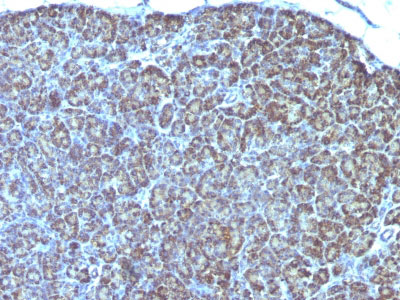 2 -  Mitochondria (Marker for Human Cells) Antibody - With BSA and Azide AH13042