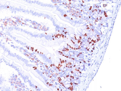 2 -  Bromodeoxyuridine (BrdU) (Proliferation Marker) Antibody - With BSA and Azide AH13048