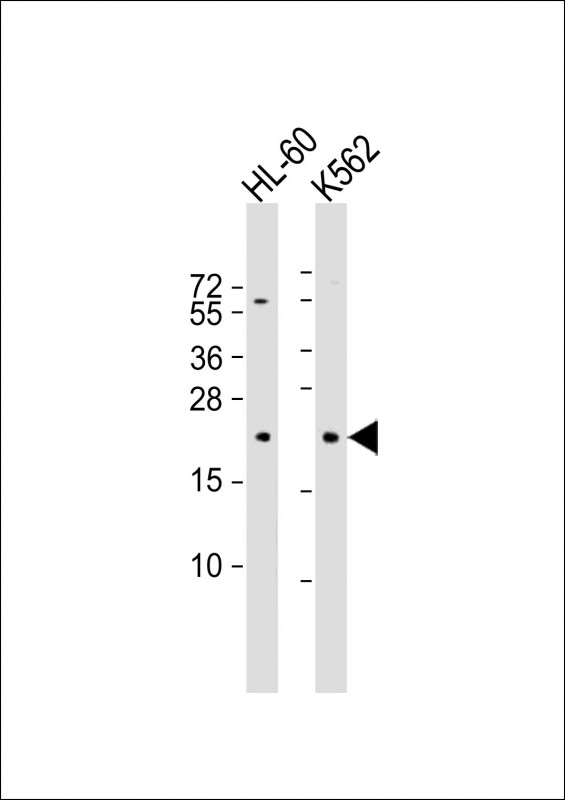 1 - GTSF1 Antibody (Center) AP10572c