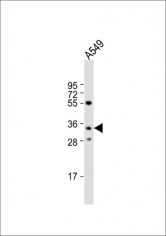 1 - RPH3AL Antibody (C-term) AP10741b
