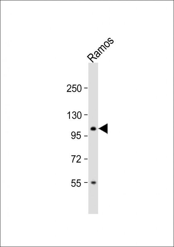1 - TAF4B Antibody (C-term) AP12163B