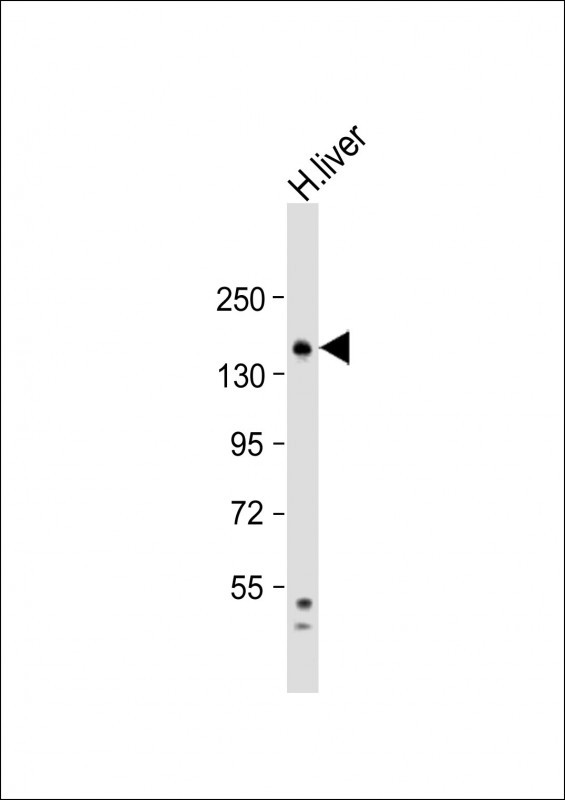 1 - RPGR Antibody (C-term) AP12226b